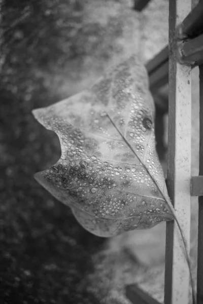 雨の後のぬれた秋の落ち葉 — ストック写真