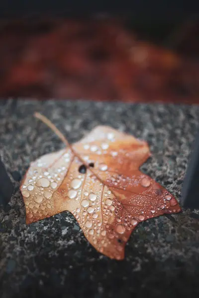 Otoño Húmedo Hoja Caída Después Lluvia —  Fotos de Stock