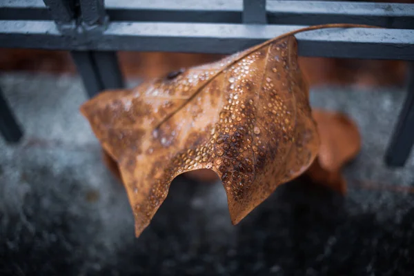 Natte Herfst Gevallen Blad Regen — Stockfoto