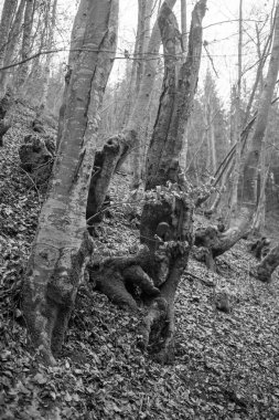 Karpat Dağları 'nda sonbahar ormanı 