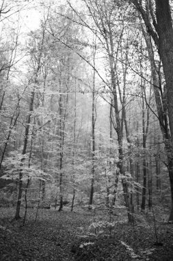 Karpat Dağları 'nda sonbahar ormanı 