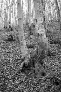 Karpat Dağları 'nda sonbahar ormanı 