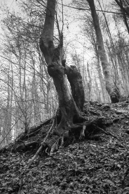 Karpat Dağları 'nda sonbahar ormanı 