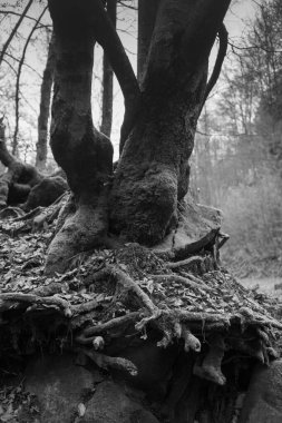 Karpat Dağları 'nda sonbahar ormanı 