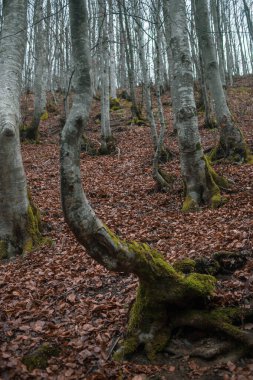 Karpat Dağları 'nda sonbahar ormanı 