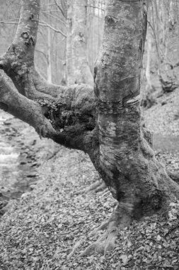 Karpat Dağları 'nda sonbahar ormanı 