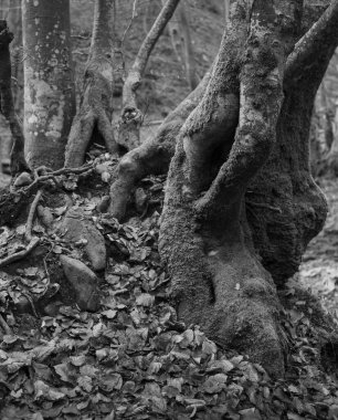 Karpat Dağları 'nda sonbahar ormanı 