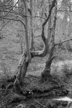 Karpat Dağları 'nda sonbahar ormanı 