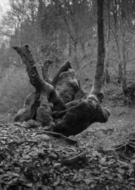 Karpat Dağları 'nda sonbahar ormanı 