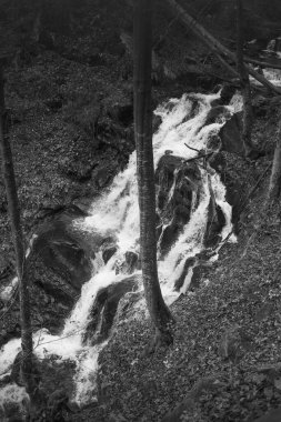 Karpat Dağları 'ndaki Sonbahar Ormanı' ndaki nehir. 