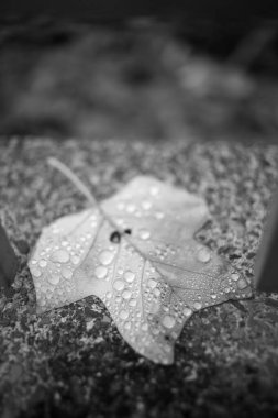 yağmurdan sonra düşen sonbahar yaprağı 