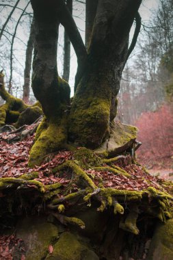 Karpat Dağları 'nda sonbahar ormanı 