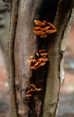 Karpat Dağları 'nda sonbahar ormanı 