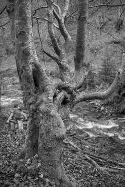 Karpat Dağları 'nda sonbahar ormanı 