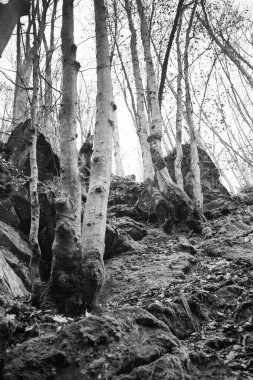 Karpat Dağları 'nda sonbahar ormanı 