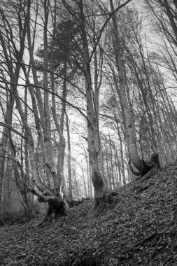 Karpat Dağları 'nda sonbahar ormanı 