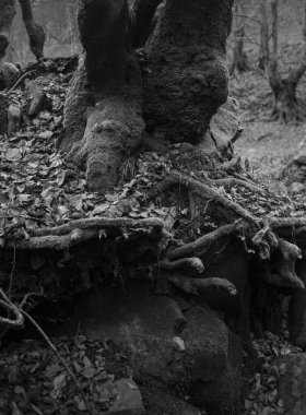 Karpat Dağları 'nda sonbahar ormanı 