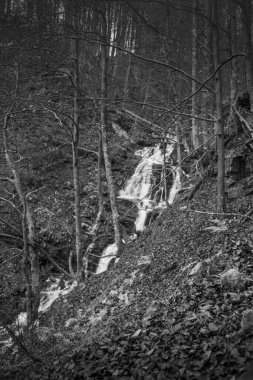 Karpat Dağları 'ndaki Sonbahar Ormanı' ndaki nehir. 