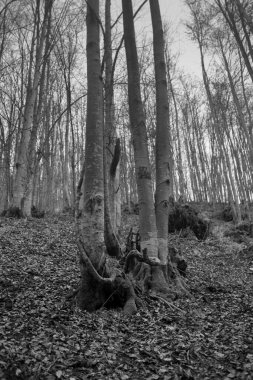 Karpat Dağları 'nda sonbahar ormanı 