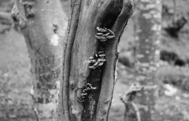 Karpat Dağları 'nda sonbahar ormanı 