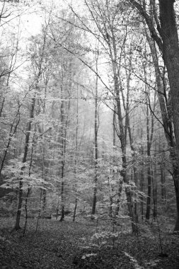 Karpat Dağları 'nda sonbahar ormanı 