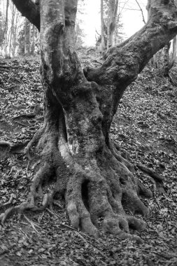 Karpat Dağları 'nda sonbahar ormanı 