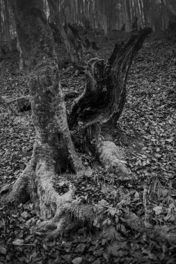 Karpat Dağları 'nda sonbahar ormanı 