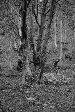 Karpat Dağları 'nda sonbahar ormanı 