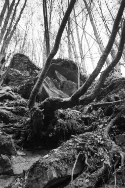 Karpat Dağları 'nda sonbahar ormanı 