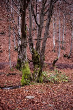 Karpat Dağları 'nda sonbahar ormanı 