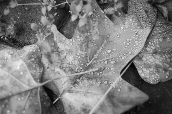 Autunno Foglie Cadute Dopo Pioggia — Foto Stock