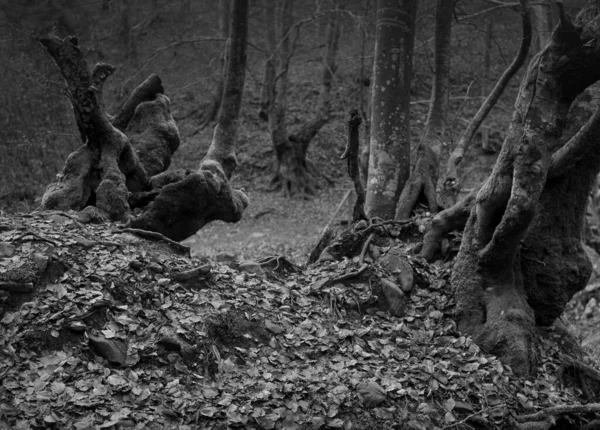 Karpat Dağları 'nda sonbahar ormanı 