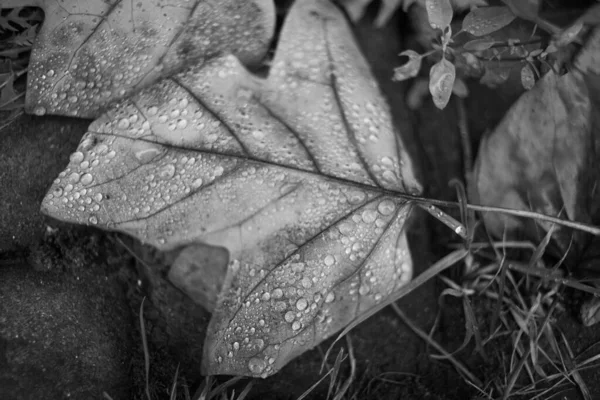 Sonbahar Yağmurdan Sonra Dökülen Yapraklar — Stok fotoğraf