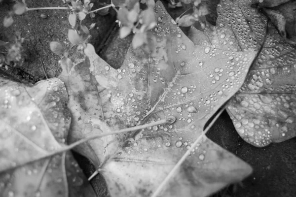 Herfst Gevallen Bladeren Regen — Stockfoto