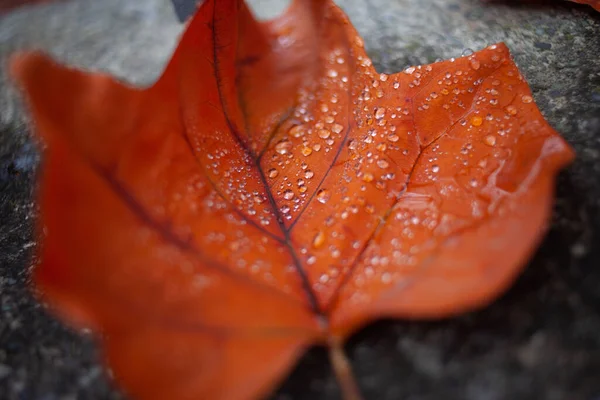 Automne Humide Feuilles Tombées Après Pluie — Photo