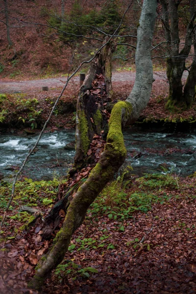 Река Осеннем Лесу Карпатах — стоковое фото