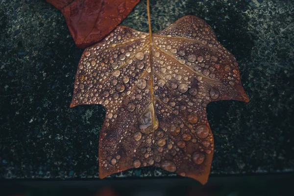 Herfst Gevallen Bladeren Regen — Stockfoto