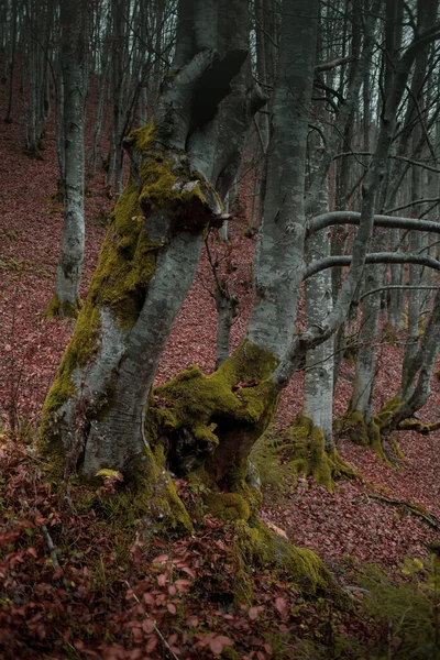 Höstskog Karpaterna — Stockfoto