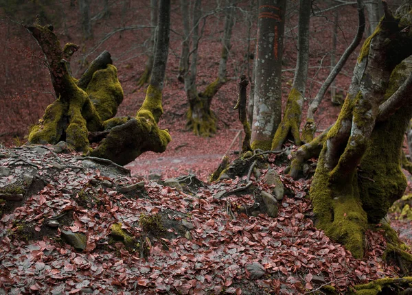 Karpat Dağları Nda Sonbahar Ormanı — Stok fotoğraf