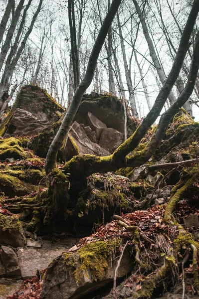 Foresta Autunnale Sui Carpazi — Foto Stock