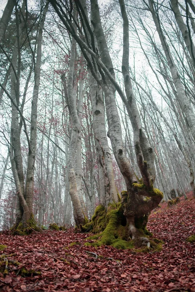 Floresta Outono Nas Montanhas Dos Cárpatos — Fotografia de Stock