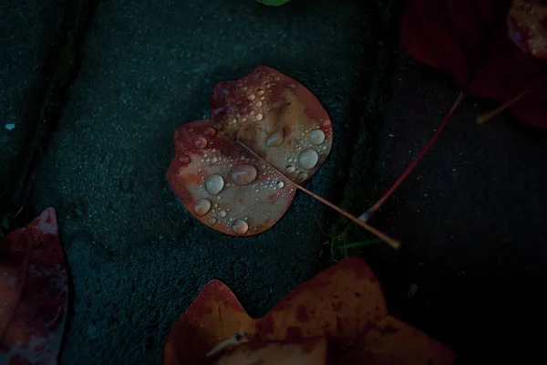 Herbstliches Laub Nach Regen — Stockfoto