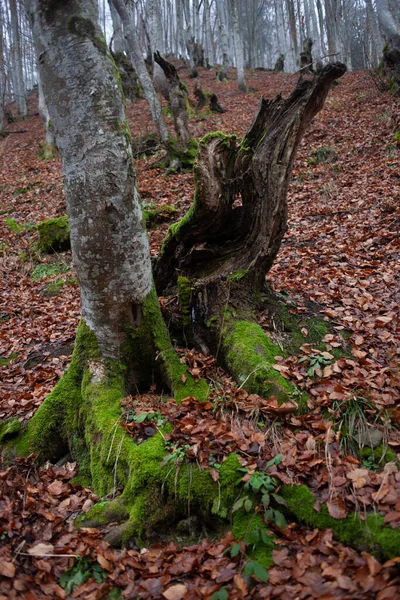 Karpat Dağları Nda Sonbahar Ormanı — Stok fotoğraf