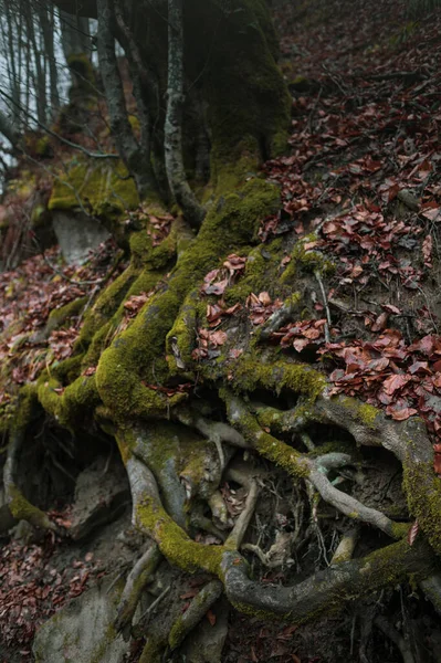 Осінній Ліс Карпатських Горах — стокове фото