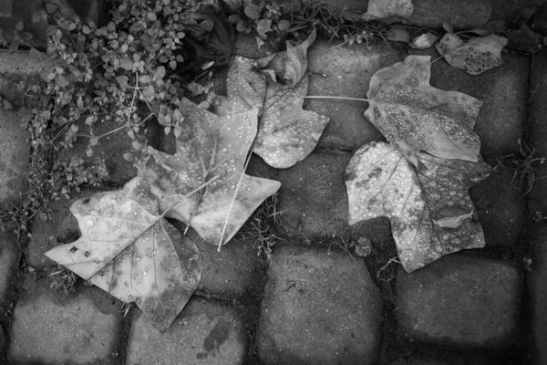 Autumn Fallen Leaves Rain — Stock Photo, Image