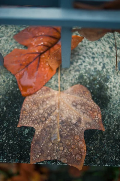 Otoño Hojas Caídas Después Lluvia —  Fotos de Stock