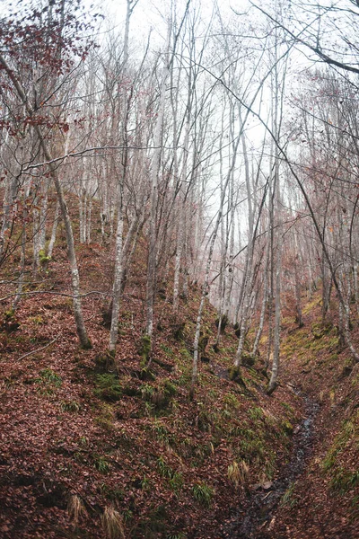 Őszi Erdő Kárpátok Hegységében — Stock Fotó