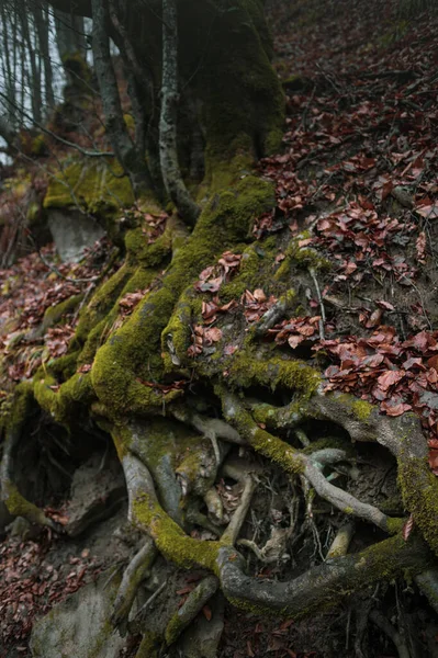 Herbstwald Den Karpaten — Stockfoto
