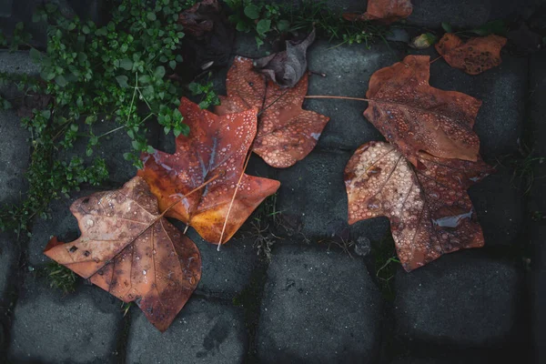 Осенью Опадали Листья После Дождя — стоковое фото