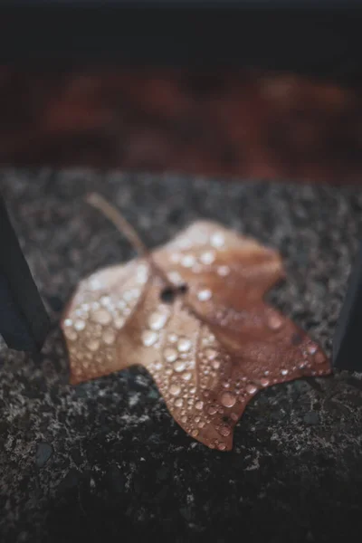 Влажная Осень Опадающий Лист После Дождя — стоковое фото